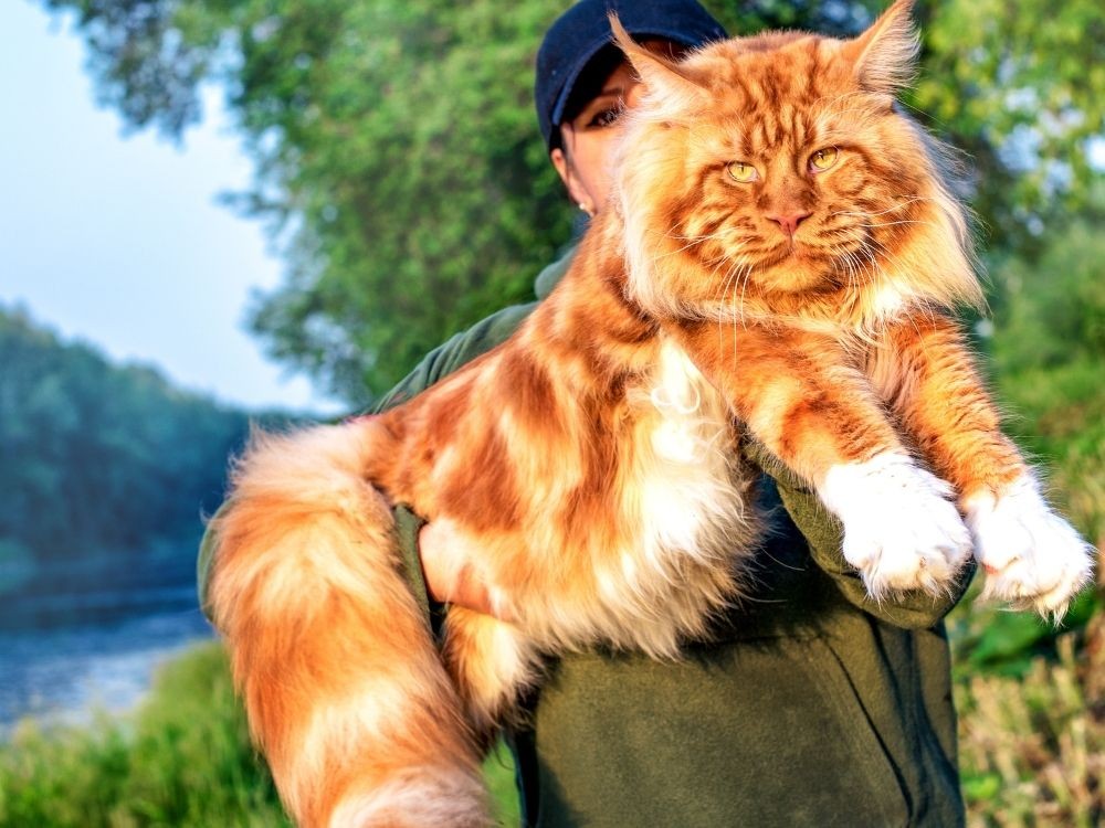 老虎完达山1号是圈养的吗,完达山1号属于壮年虎吗