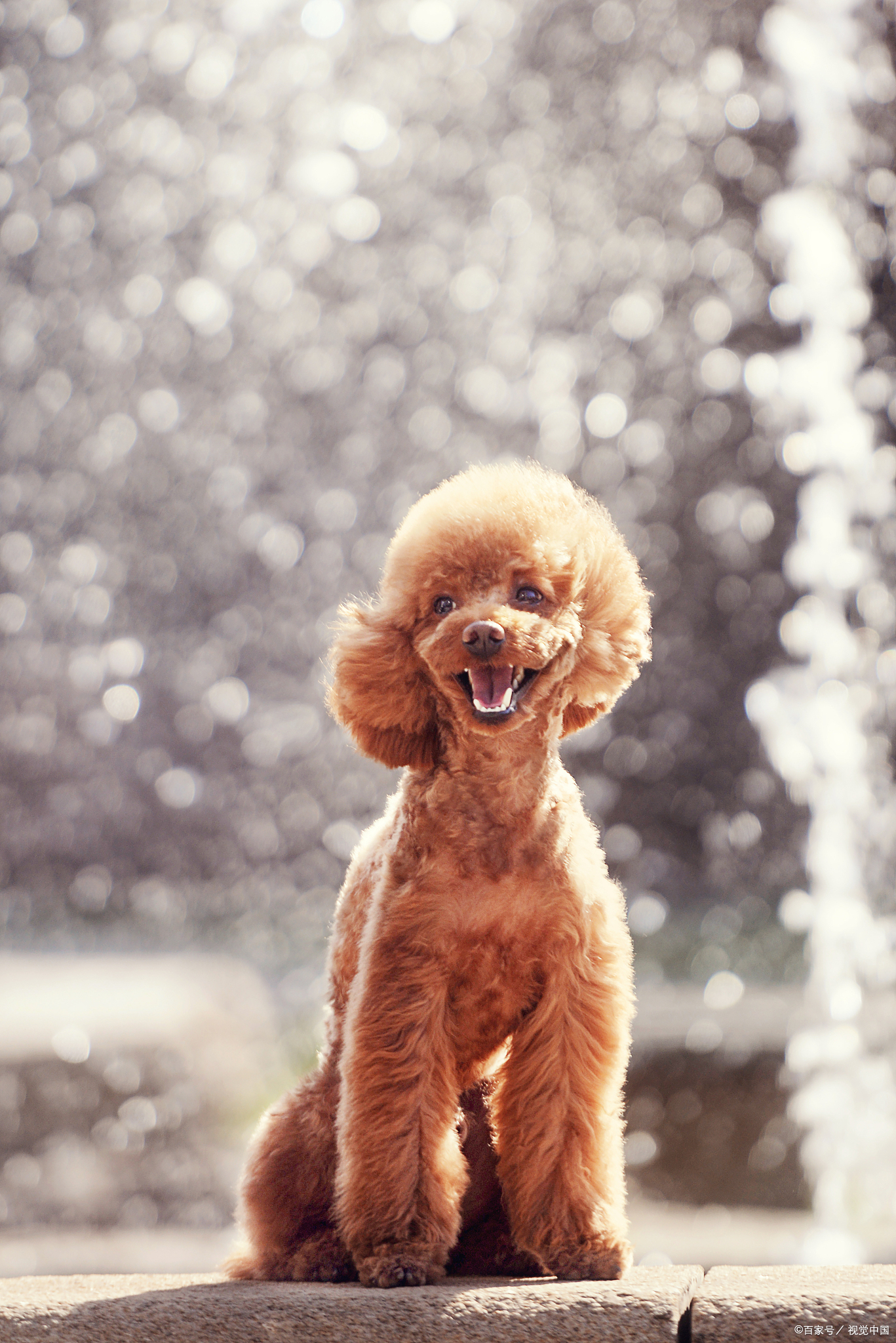 一个多月的泰迪吃多少狗粮合适,半岁的泰迪一餐吃多少狗粮