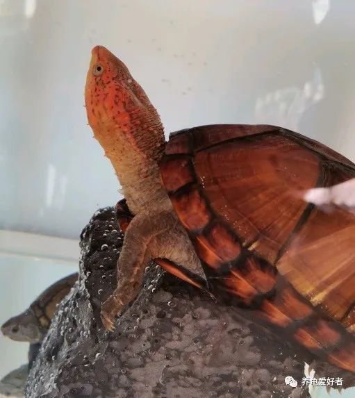 今年值得入手的蛋龟,蛋龟为什么受欢迎