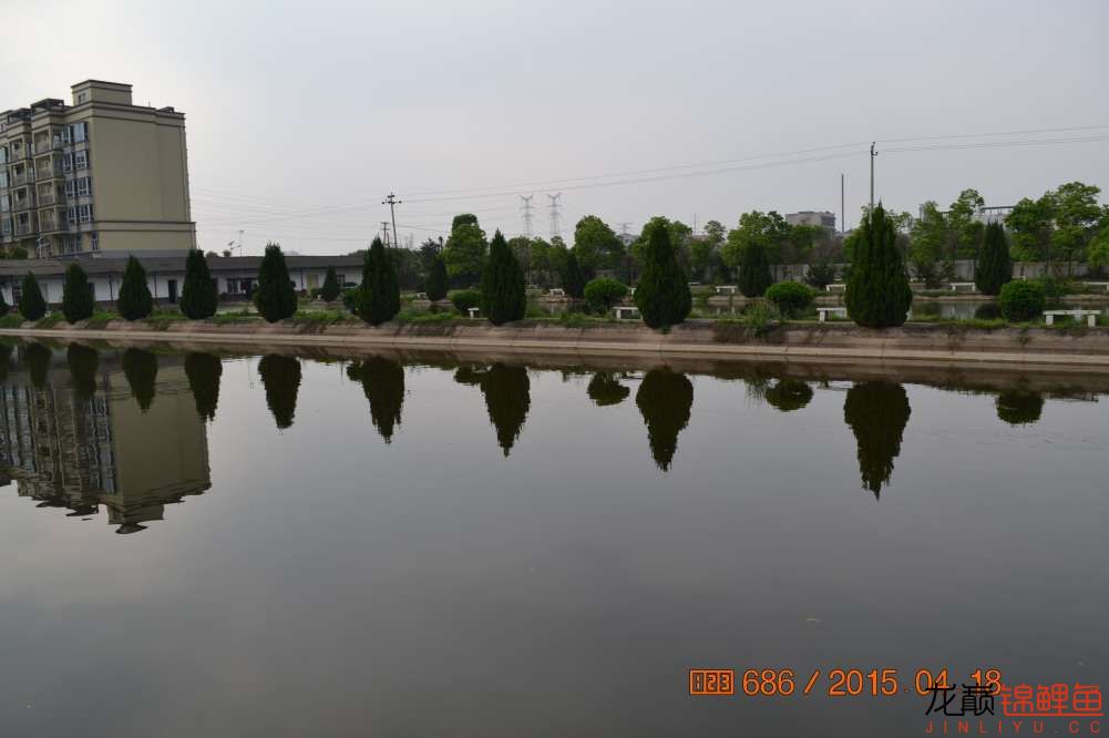 锦鲤苗成长,日本锦鲤水花苗成长