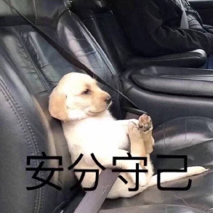 养狗新手与老手的区别,养狗为什么要养纯种犬