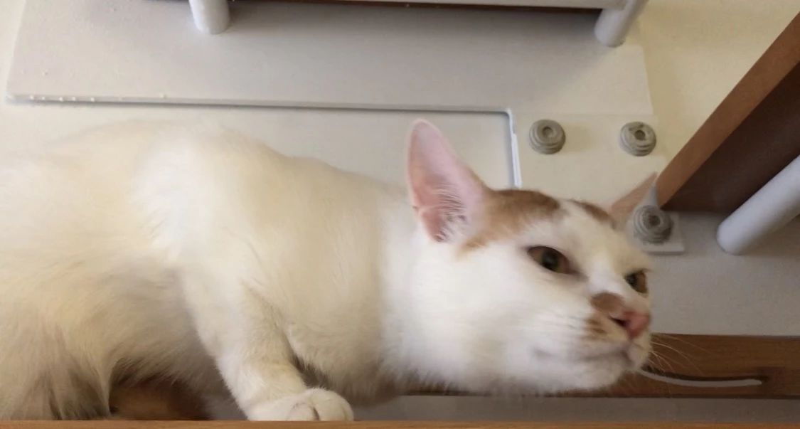 猫咪贫血吃补血肝精多久能好,猫咪有贫血和肾衰能治好吗