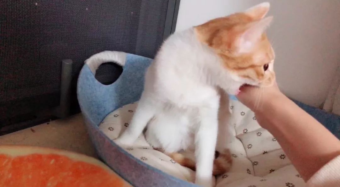 猫咪老是咬人能不能把它牙齿磨平,猫咪爱咬人怎么快速解决