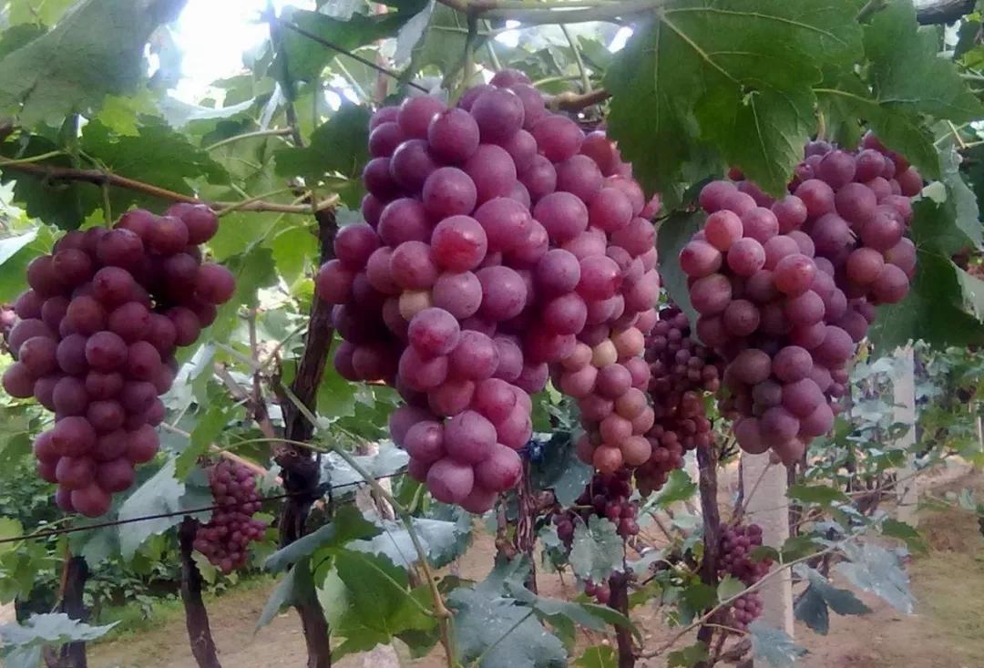 现在新品种葡萄是什么品种最好,2023葡萄最有潜力的新品种