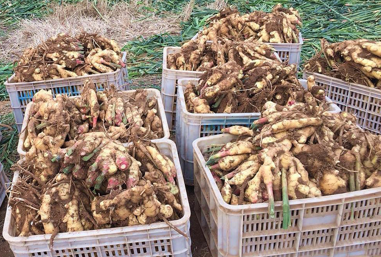 姜贱伤农!5元降至5毛,为何冻烂地里不去收?姜农:不够人工费