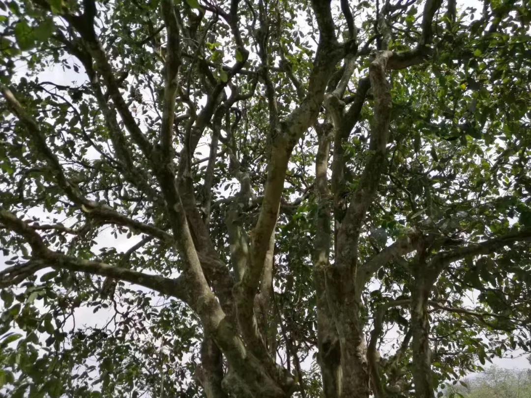 普洱茶韵好喝吗,普洱茶韵是什么