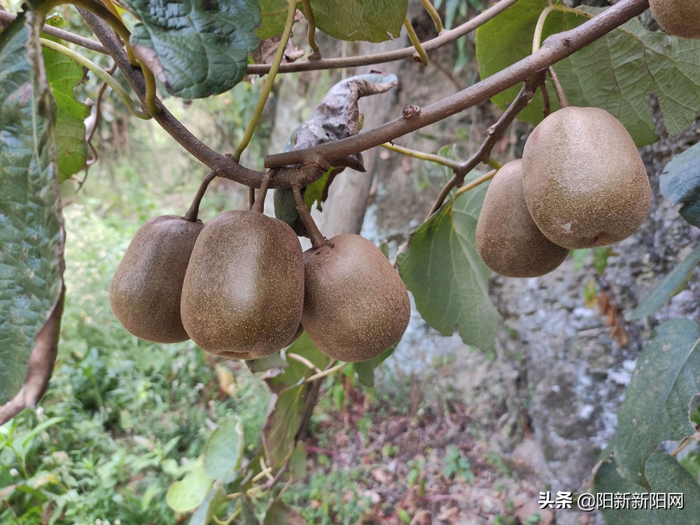 阳新县新闻,湖北鄂州阳新新闻