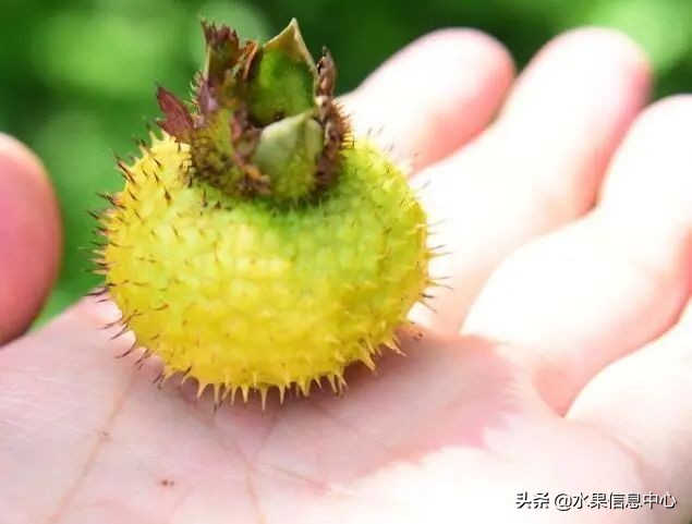 国内好吃的热带水果有哪些,小众水果推荐