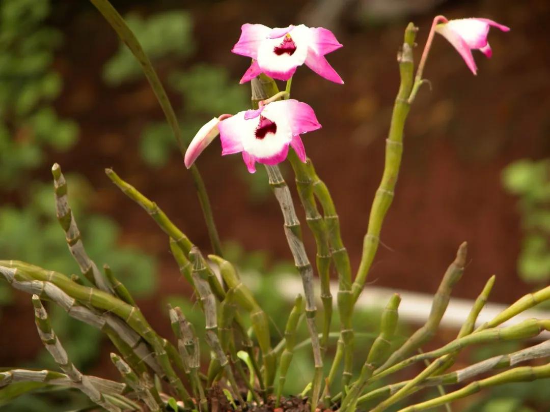 硬核整理!高清中药教材原植物彩*图色**谱(四期)