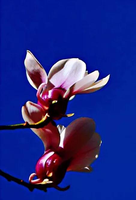 望春玉兰花盛开,造型望春玉兰