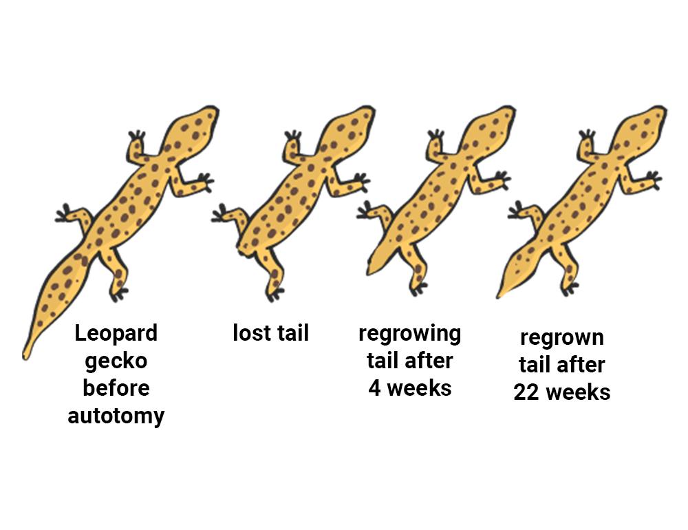 壁虎无毒为什么会算在五毒中,壁虎是不是在五毒中毒性最小