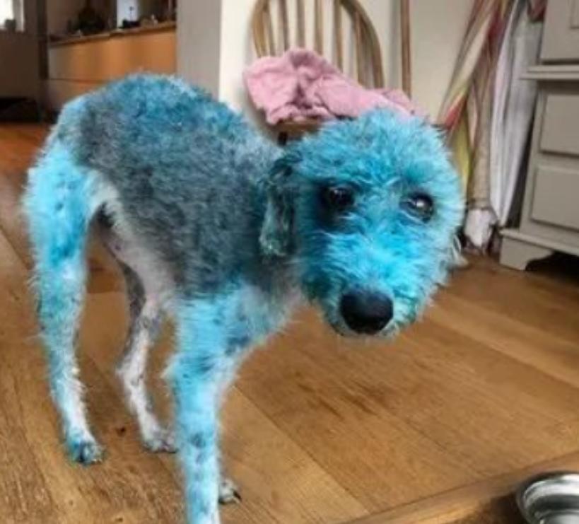 狗狗调皮变成蓝精灵，铲屎官崩溃救助兽医：这可咋办？