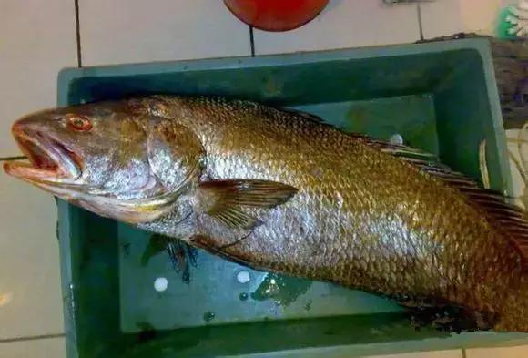 渔民海鲜大全,渔民整理的海鲜河鲜大全