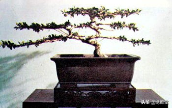 丛林式盆景欣赏,盆景欣赏及制作