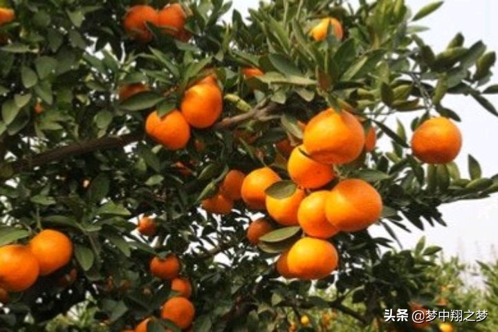 卖农产品水果有什么软件平台,水果在哪个电商平台卖比较好