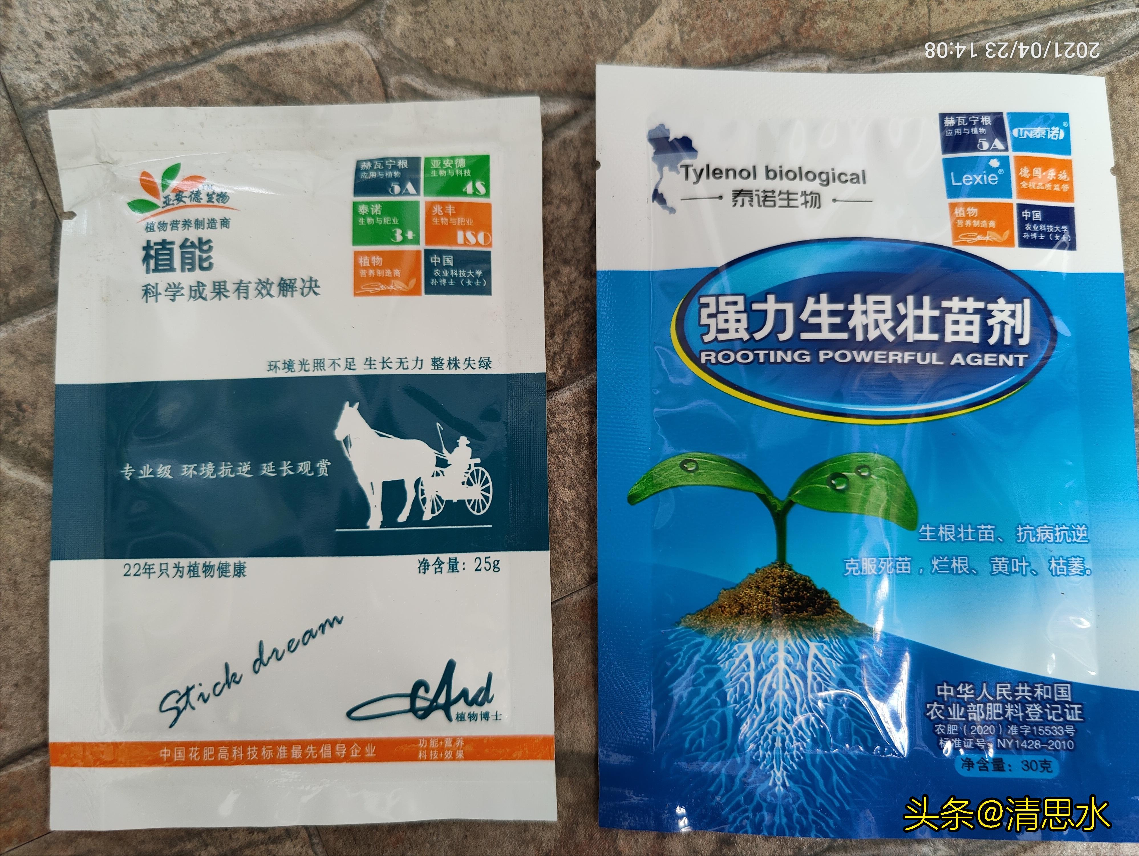 蓝莓花期浇水的最佳时间,蓝莓盆栽浇水的正确方法