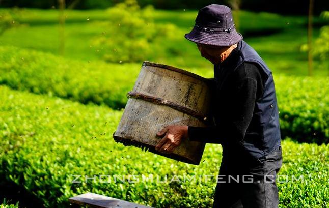 收捕分蜂蜂群视频直播,分蜂团收捕与蜂群合并