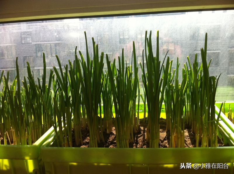 阳台种的蒜苗为什么那么细,阳台花盆种蒜苗用什么肥料好
