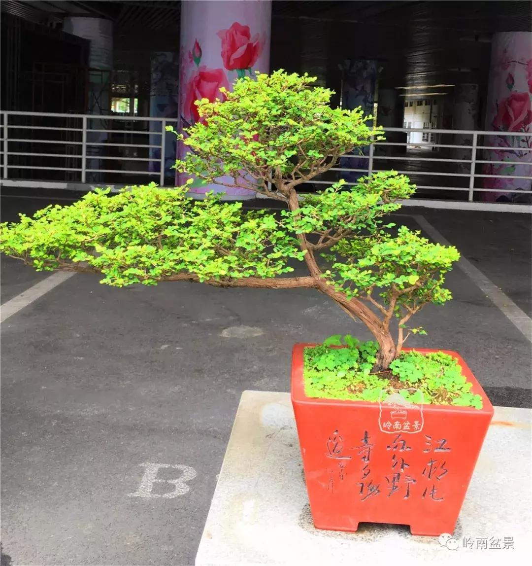 造型极美的盆景一起来欣赏,一组风吹出来的盆景欣赏动感十足