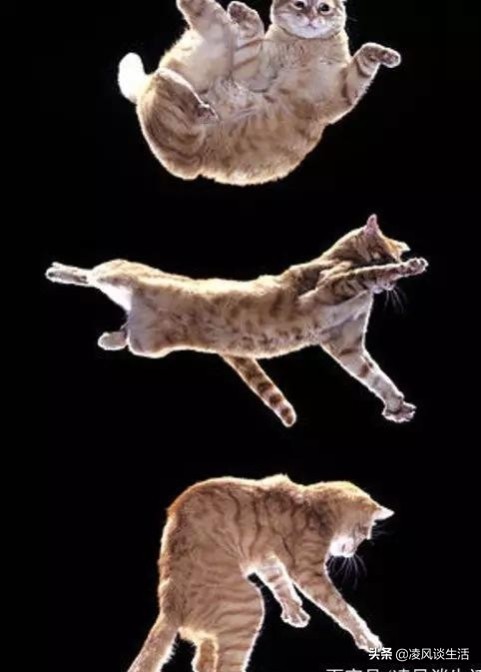 猫的祖先有多厉害,猫的祖先到底是谁