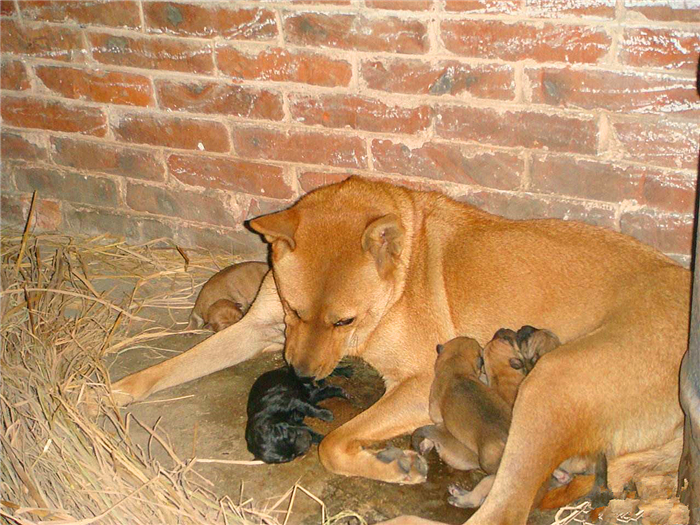 狗狗布氏杆菌病,狗狗感染布鲁氏杆菌有啥症状