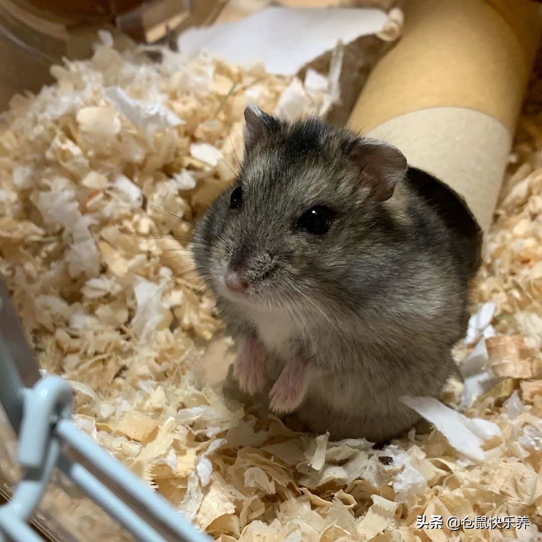 仓鼠被摸了发呆,仓鼠被摸了一直抖