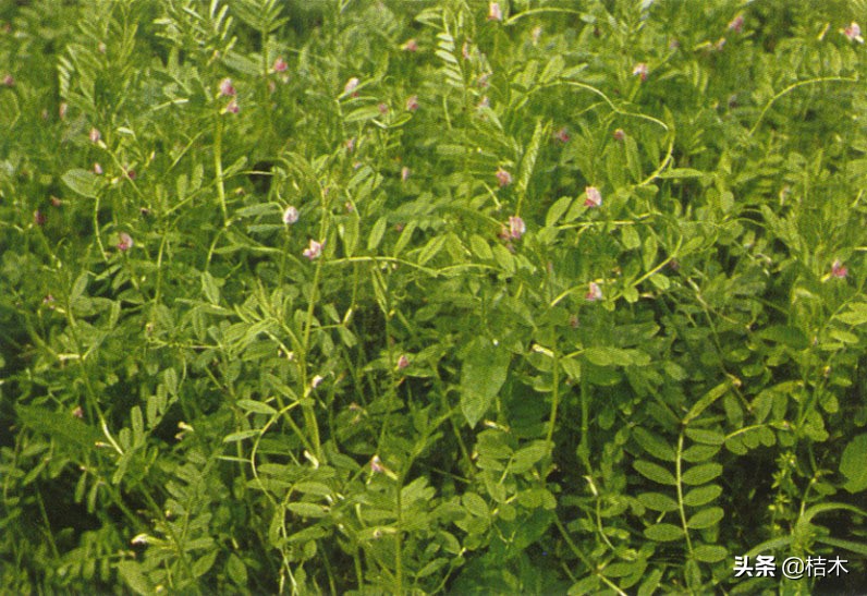 农村田里长的能吹口哨的植物,农村常见的野豌豆竟全身是宝