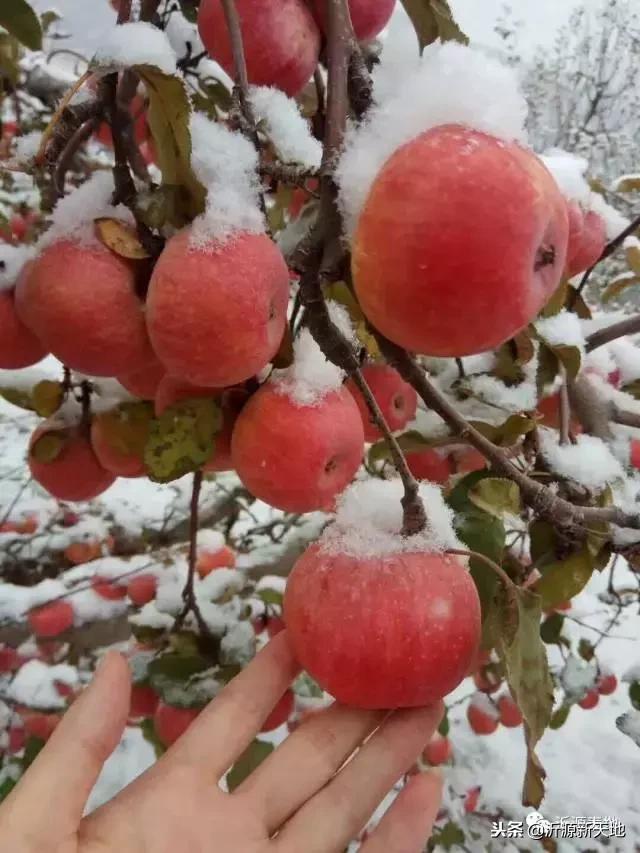雪中的洛川红富士苹果,雪中的红苹果