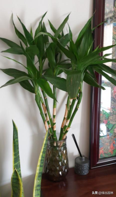 武汉养花技术哪里培训,北京养花小技巧