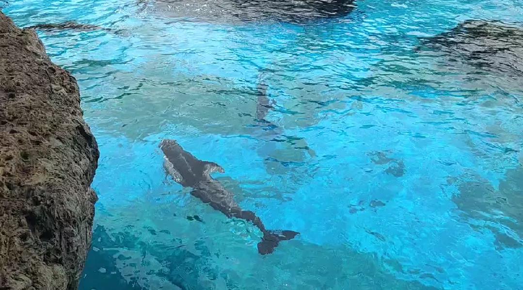 珠海长隆海洋王国一天路线图,珠海长隆海洋王国一日游详细攻略