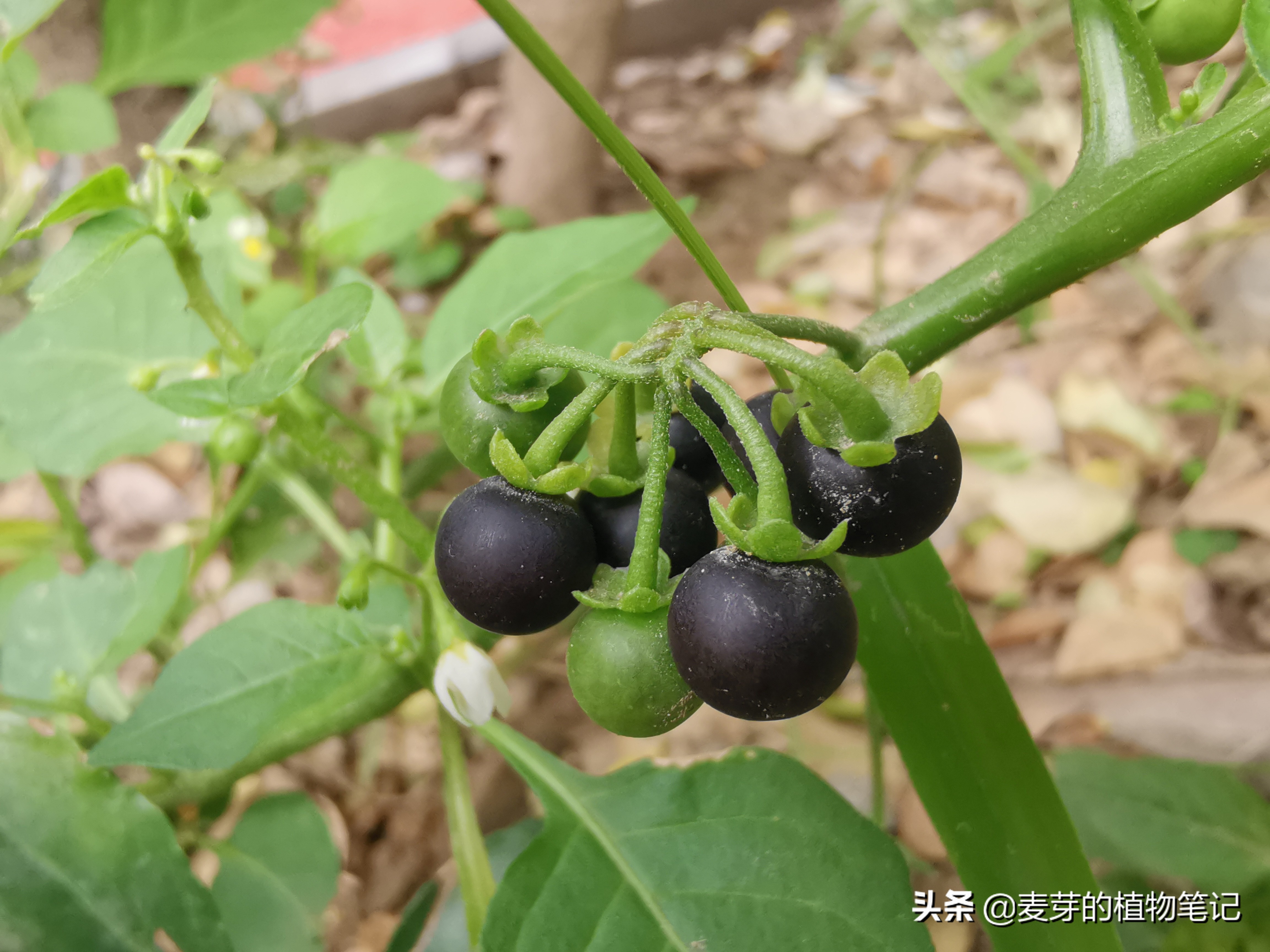 带动物名的植物,哪些动物的名字和植物的相近