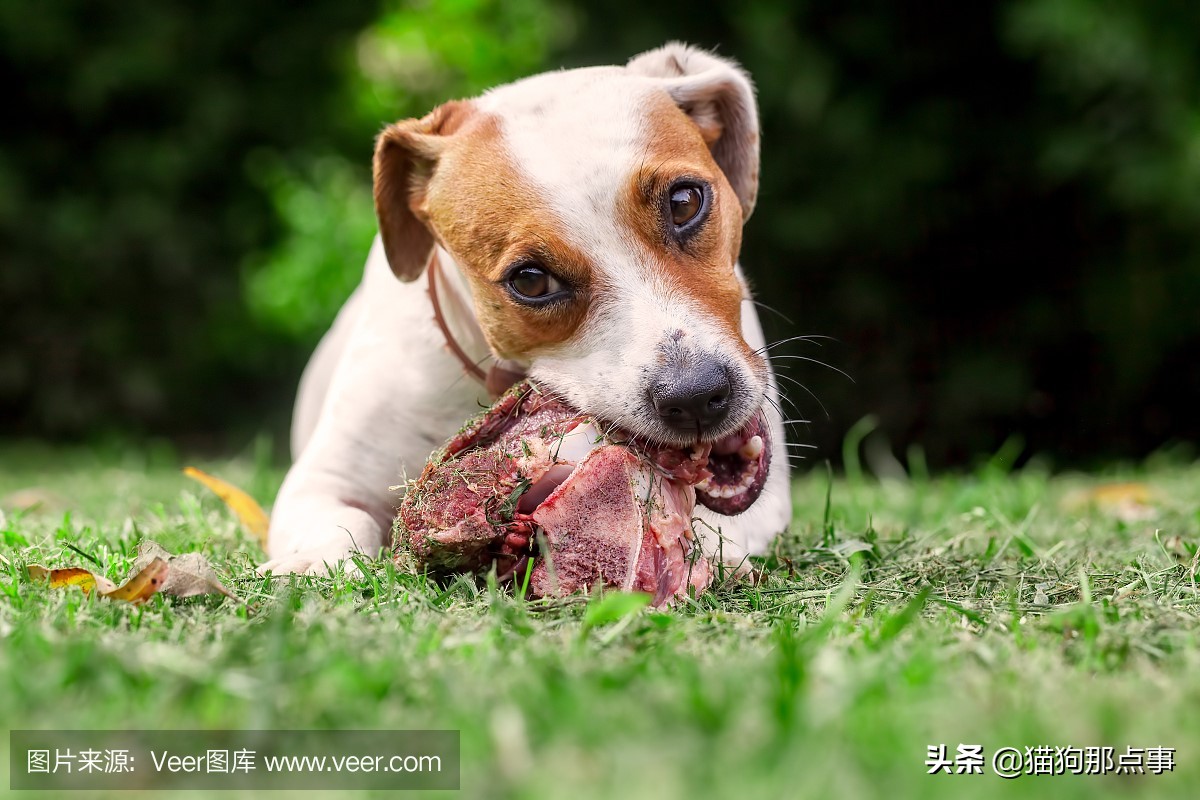 狗狗流产怎么预防下一次怀孕安全,狗狗怀孕一个月可以流产吗