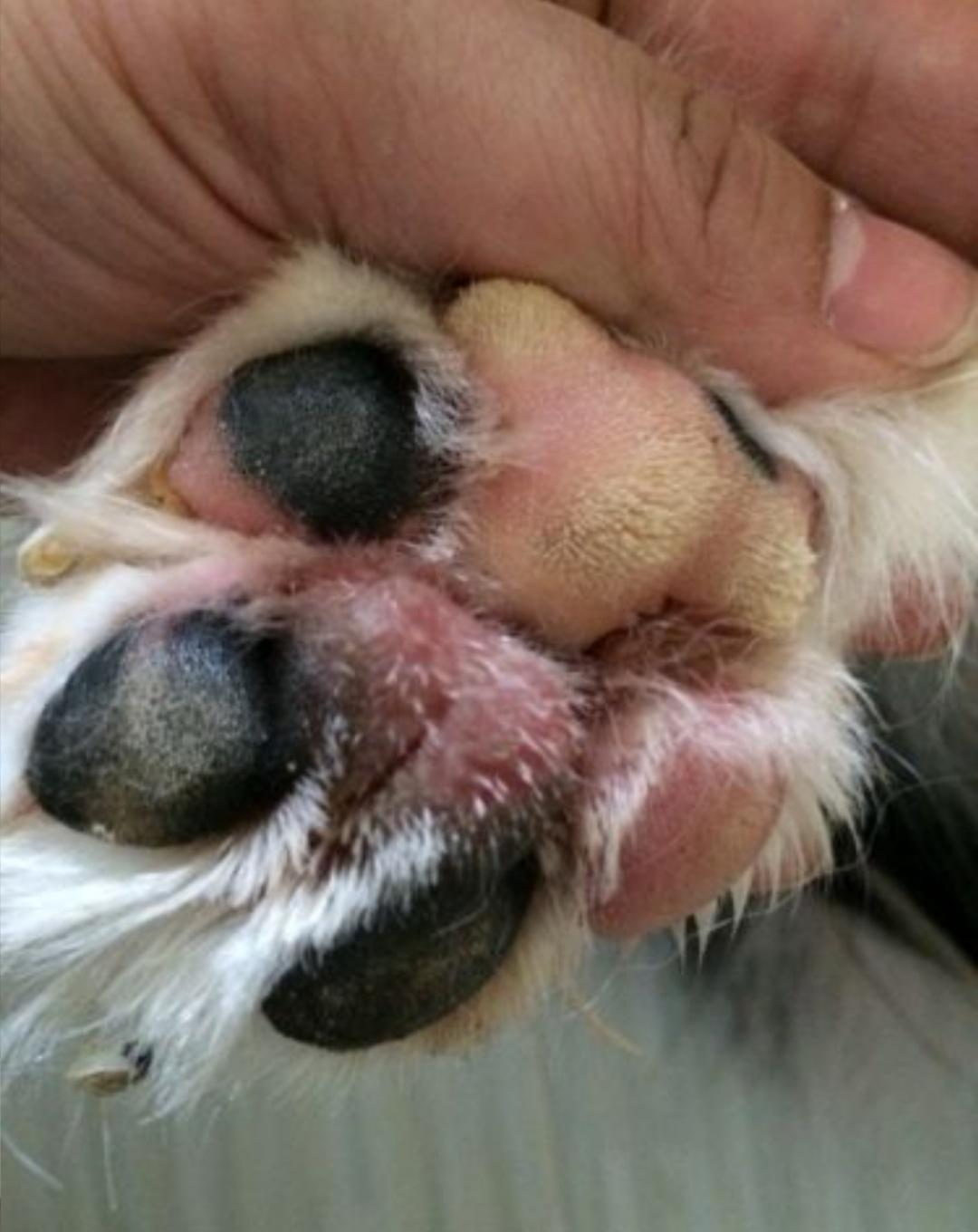 狗狗趾间炎治疗期间怎么洗脚,狗狗每天洗脚会趾间炎吗