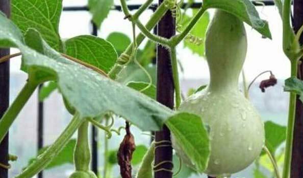 手捻葫芦种植技术,手捻葫芦怎么盘玩