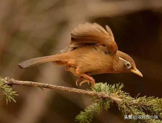 养画眉封笼好还是亮笼好,养画眉日常需要罩笼吗