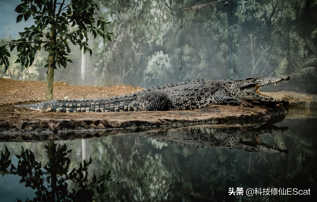 俄罗斯猎杀巨型鳄鱼,俄罗斯的动物有尊严吗