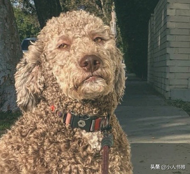 17张能让你发笑的动物照片,拒绝摆拍2019年最搞笑的动物照片