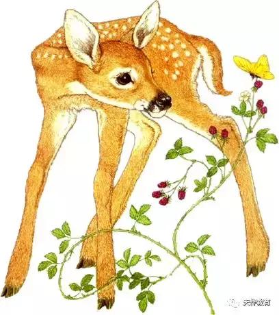 鹿王的真实感受,一代鹿王的传奇