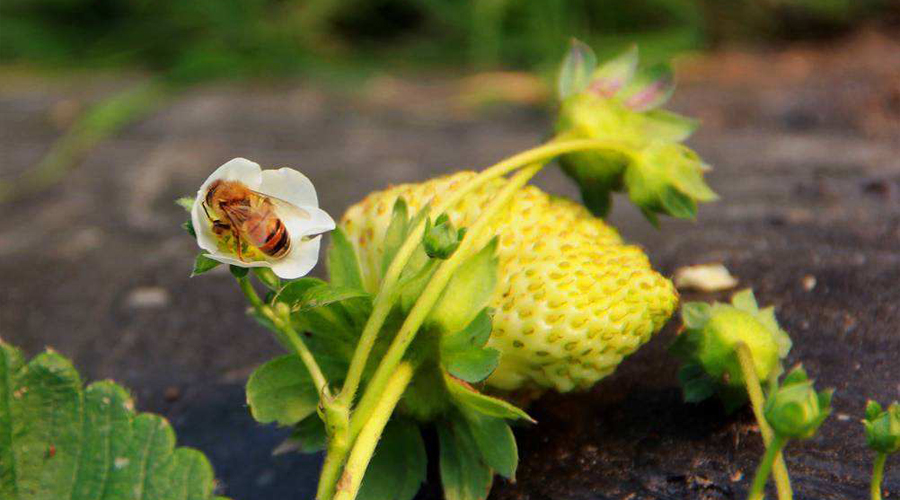 草莓大棚授粉租一箱蜂要多少钱,大棚草莓没有蜜蜂能结果吗
