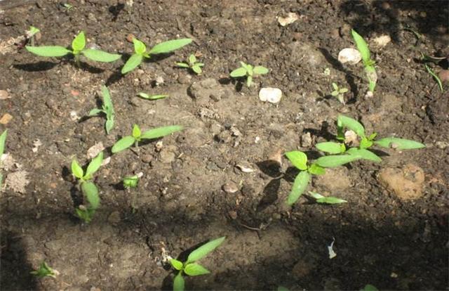 日光温室辣椒怎么做,10秒教会你如何种出高产的好辣椒