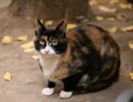 中国猫的雅称,猫生百态包括什么