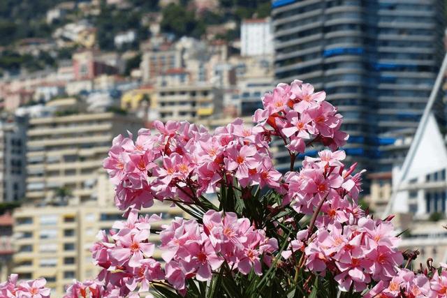 绿萝有毒长寿花有毒吗,绿萝有毒吗什么花有毒