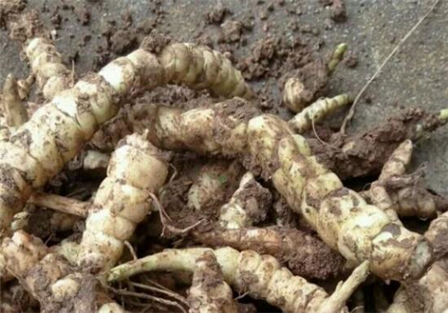 老年人吃什么蔬菜好消化又有营养,吃哪些蔬菜可以补充日常营养需要