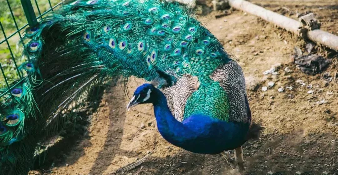 秋天的沙湖美不胜收,洋沙湖旅游