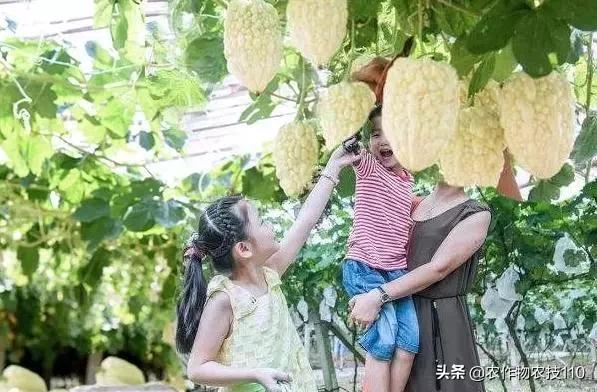 谁说农业不赚钱？！一亩收益60万，试过这3个新玩法的菜农赚嗨了