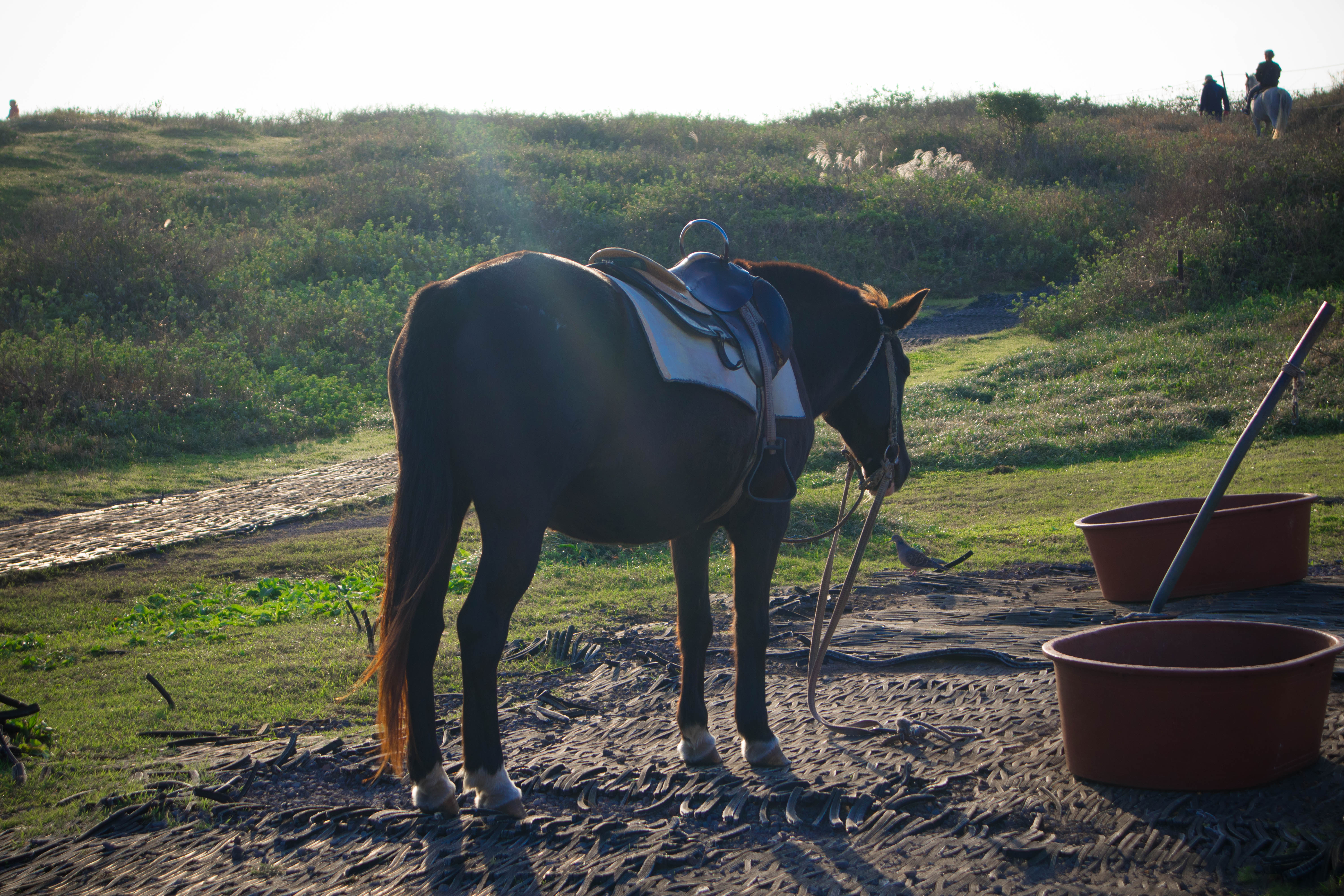 涉地可支是哪里的,涉地可支英文