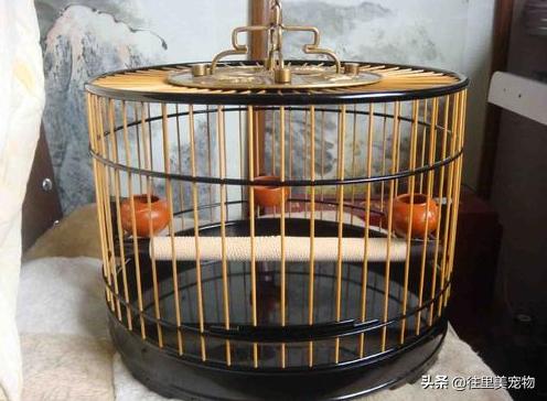 自制鸟笼鸟窝怎么固定,画眉鸟笼子制作详细的方法