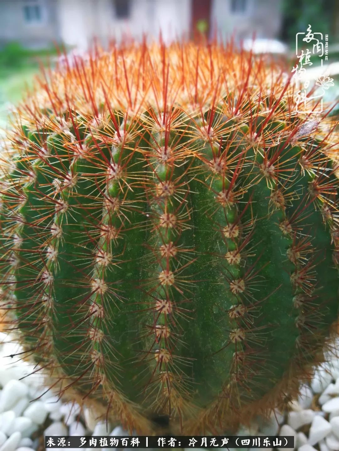 时光见证多肉故事,关于多肉的故事