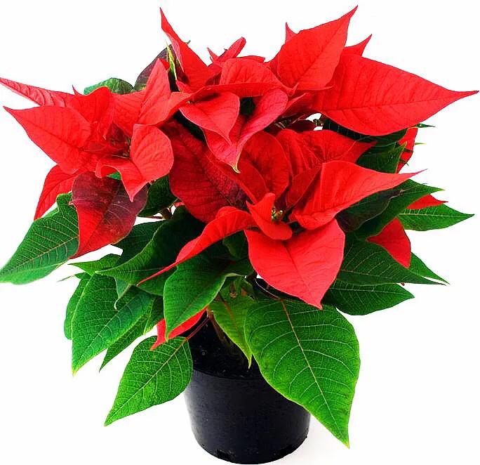 花大色艳的花卉,中国红花花卉大全