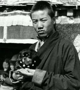 *藏西**袖犬：真实的存在，还是神秘的传说？